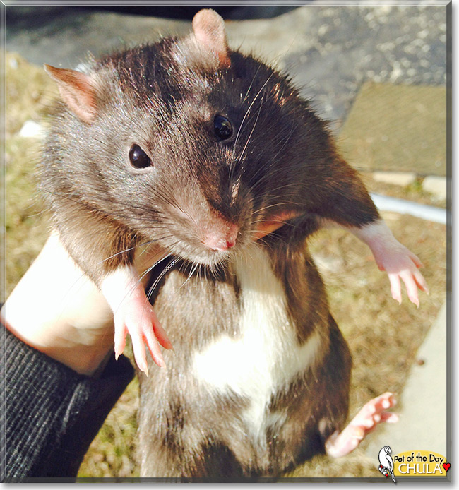 Chula the Berkshire Rat, the Pet of the Day