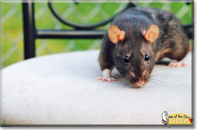 Chula the Berkshire Rat, the Pet of the Day