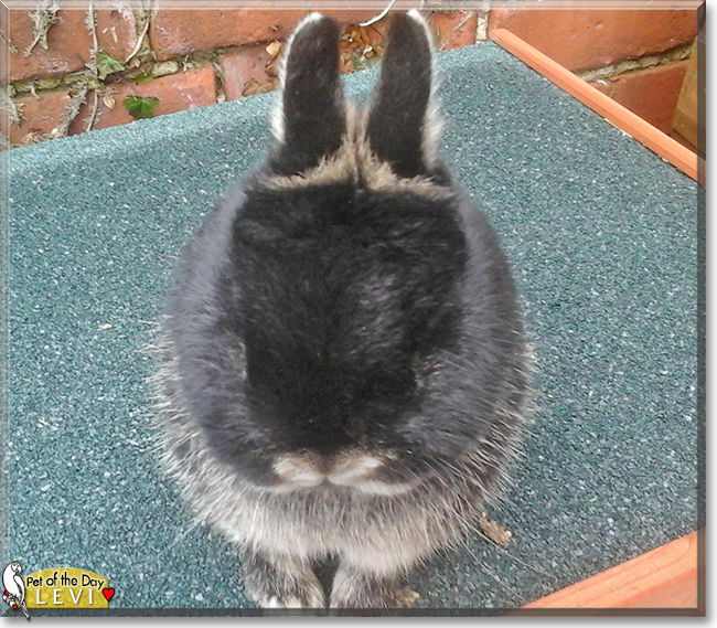 Levi the Netherland Dwarf Rabbit, the Pet of the Day
