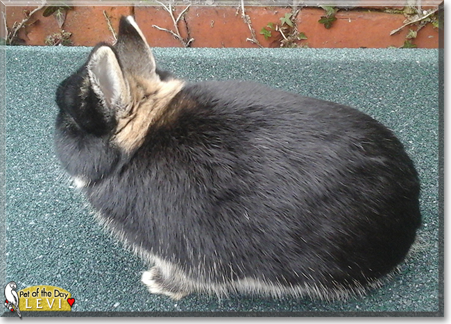Levi the Netherland Dwarf Rabbit, the Pet of the Day