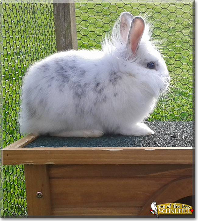 Schnuffel the Lionhead mix Rabbit, the Pet of the Day