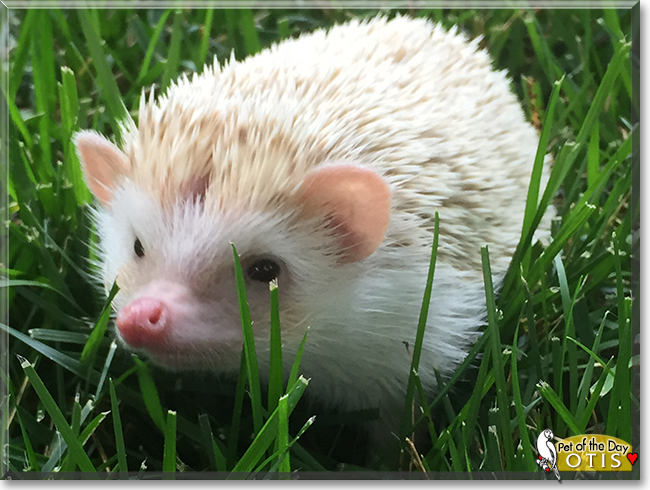 Otis the African Pygmy Hedgehog, the Pet of the Day