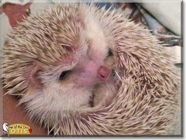 Otis the African Pygmy Hedgehog, the Pet of the Day