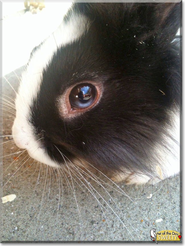 Sweety the Lionhead mix Rabbit, the Pet of the Day