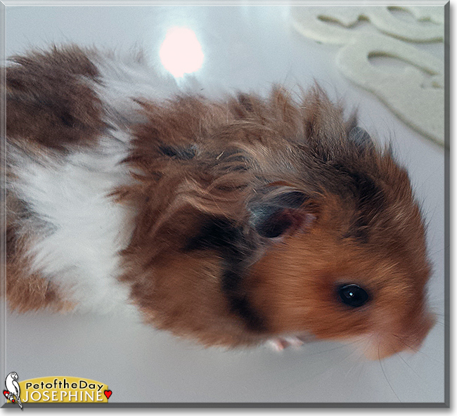 Josephine the Teddy bear Hamster, the Pet of the Day