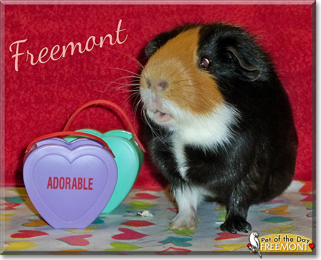 Freemont the Shorthair Guinea Pig, the Pet of the Day