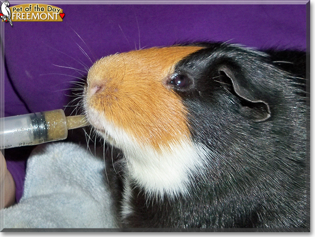 Freemont the Shorthair Guinea Pig, the Pet of the Day