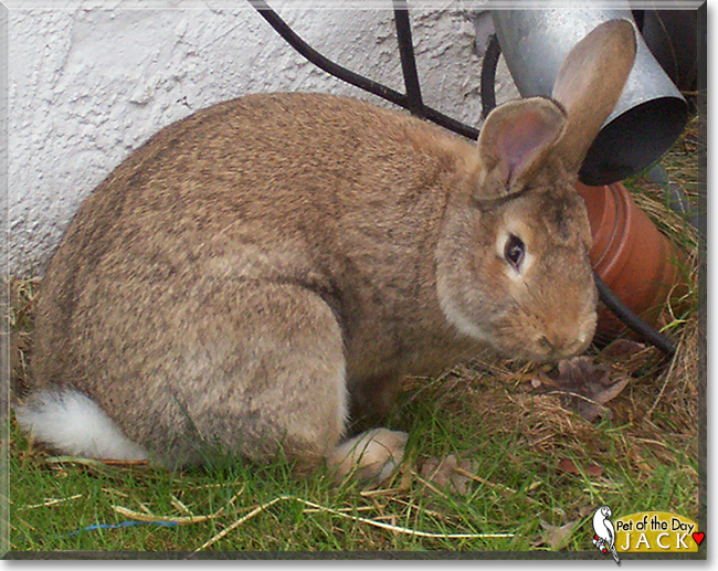 Jack the Rabbit, the Pet of the Day
