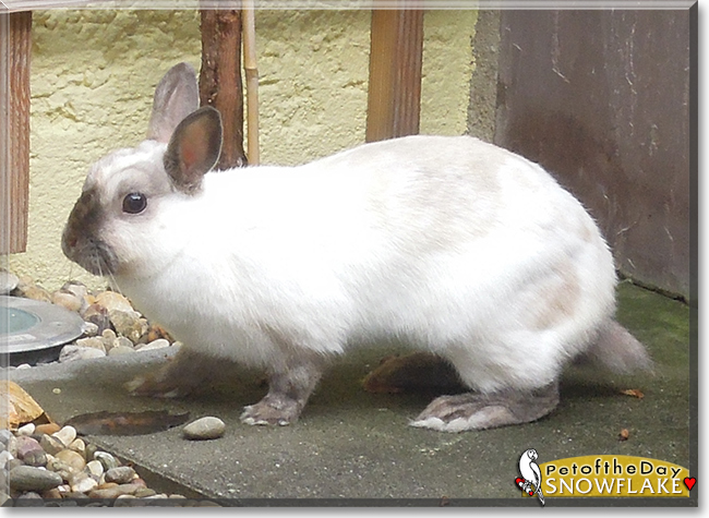 Snowflake the Rabbit, the Pet of the Day