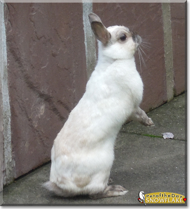 Snowflake the Rabbit, the Pet of the Day