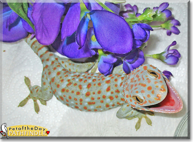 Pathfinder the Tokay Gecko, the Pet of the Day