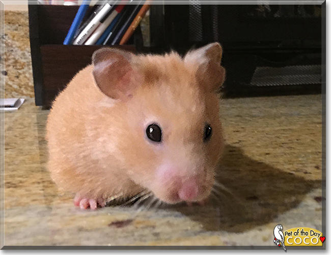 Coco the Hamster, the Pet of the Day