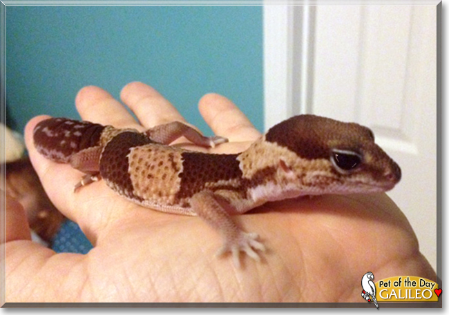 Galileo the Leopard Gecko, the Pet of the Day
