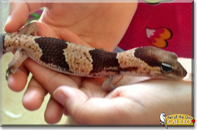 Galileo the Leopard Gecko, the Pet of the Day