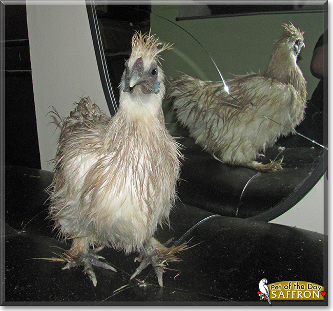 Saffron the Chinese Silkie Chicken, the Pet of the Day