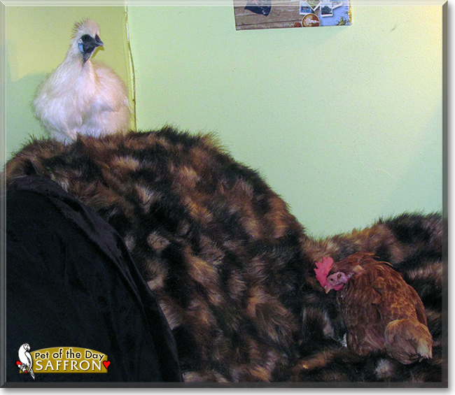 Saffron the Chinese Silkie Chicken, the Pet of the Day