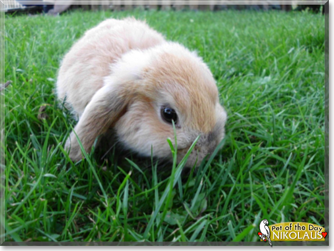Nikolaus the Lop Rabbit, the Pet of the Day