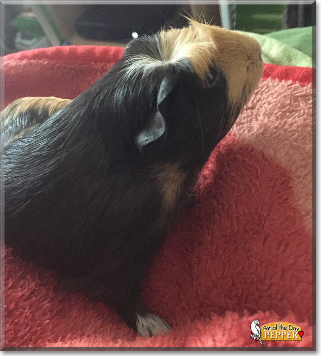 Pepper the American Crested Guinea Pig, the Pet of the Day
