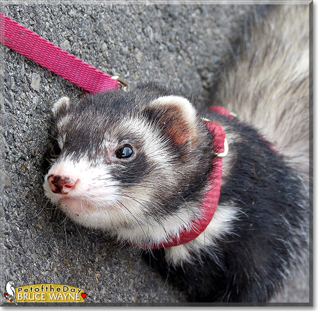 Bruce Wayne the Ferret, the Pet of the Day Bruce Wayne the Ferret, the Pet of the Day
