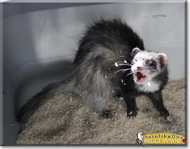 Bruce Wayne the Ferret, the Pet of the Day