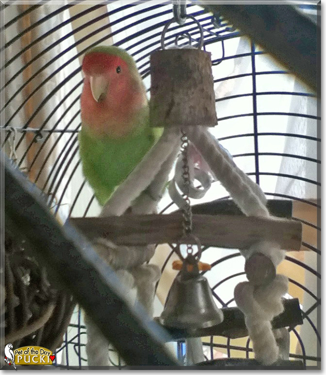 Pucki the Peach-Faced Lovebird, the Pet of the Day