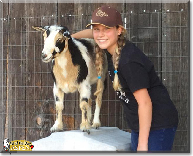 Aspen the Nigerian Dwarf Goat, the Pet of the Day