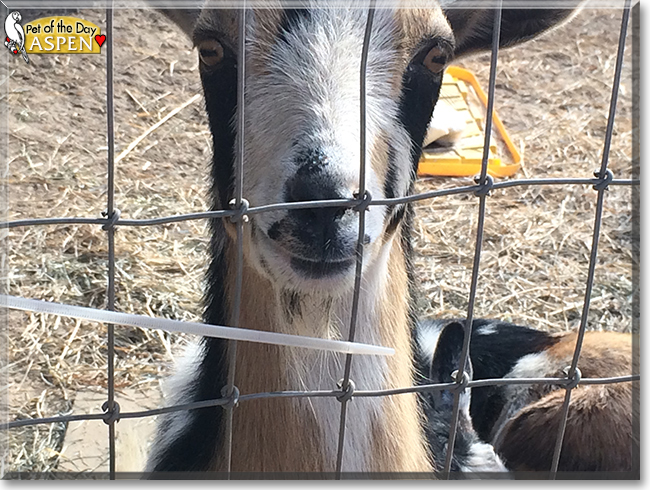 Aspen the Nigerian Dwarf Goat, the Pet of the Day