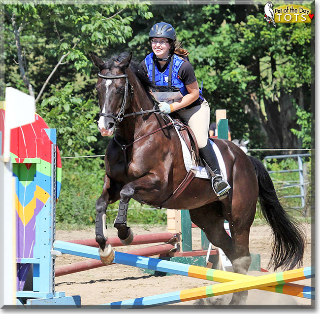 Tots the Quarter Horse Mix, the Pet of the Day Tots the Quarter Horse Mix, the Pet of the Day