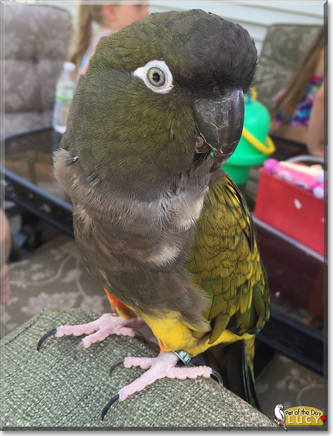 Lucy the Patagonian Conure, the Pet of the Day
