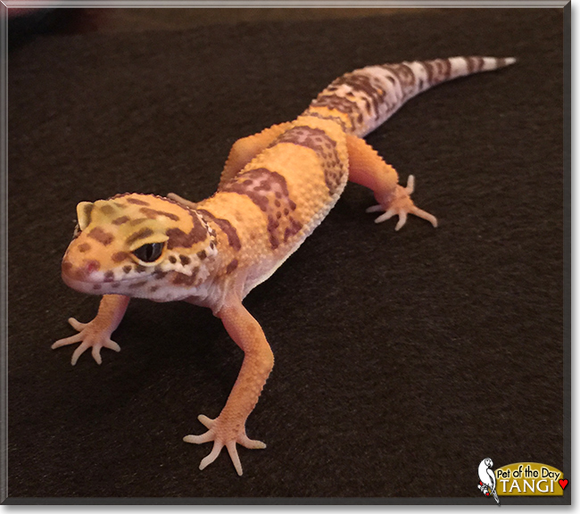 Tangi the Tangerine Gecko, the Pet of the Day