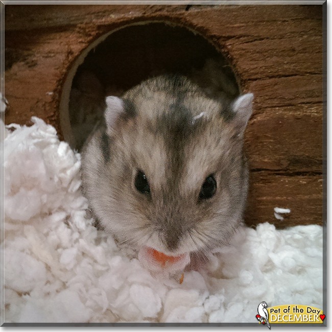 December the Winter White Dwarf Hamster, the Pet of the Day