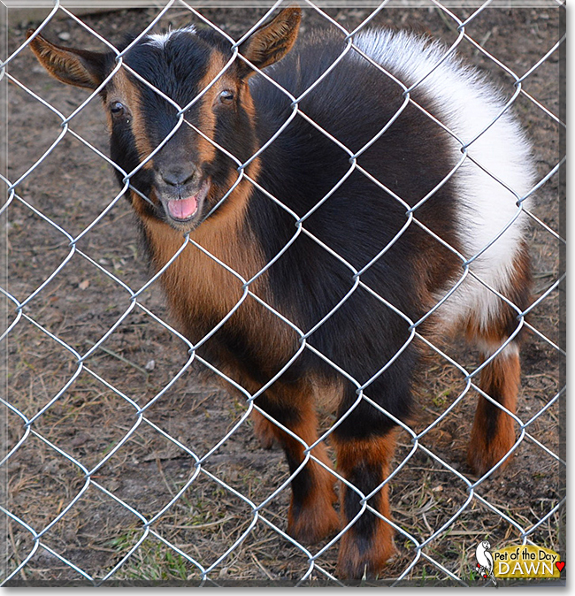 Dawn the Nigerian Dwarf Goat, the Pet of the Day