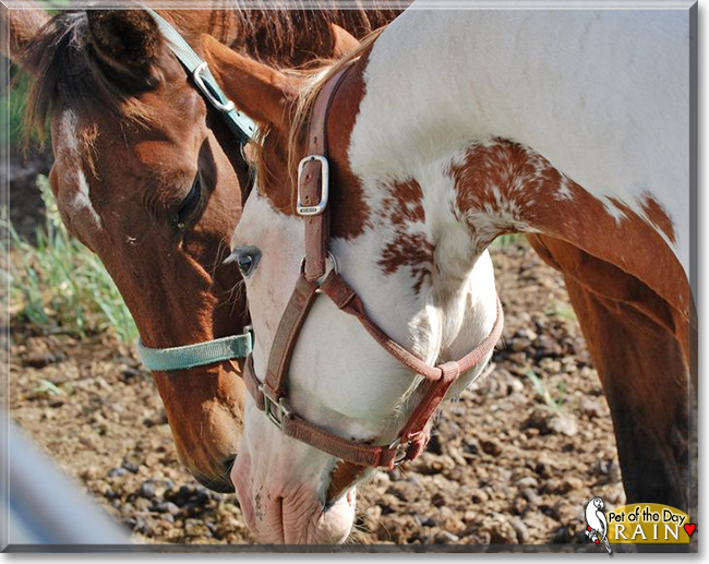 Rain the Paint Horse, the Pet of the Day