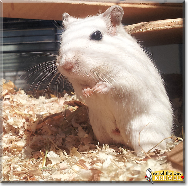 Krümel the Gerbil, the Pet of the Day Krümel the Gerbil, the Pet of the Day