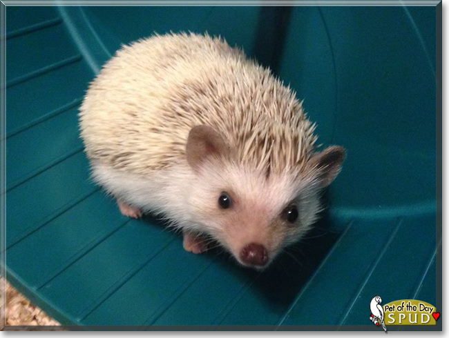 Spud the African Pygmy Hedgehog, the Pet of the Day Spud the African Pygmy Hedgehog, the Pet of the Day