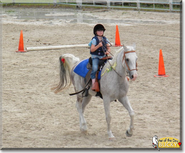 Bucky Boy the Polish Arabian horse, the Pet of the Day Bucky Boy the Polish Arabian horse, the Pet of the Day