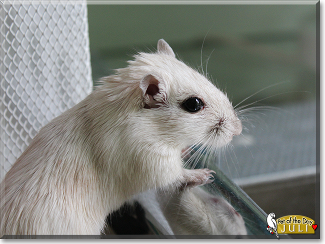 Juli the Gerbil, the Pet of the Day