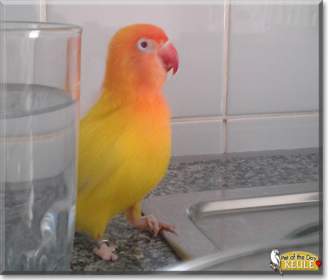 Keule the Fischer's Lovebird, the Pet of the Day