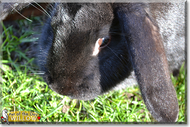 Willow the Dwarf Lop Rabbit, the Pet of the Day