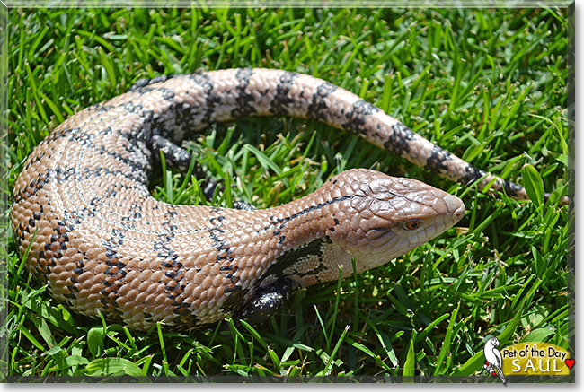 Saul the Blue Tongue Skink, the Pet of the Day