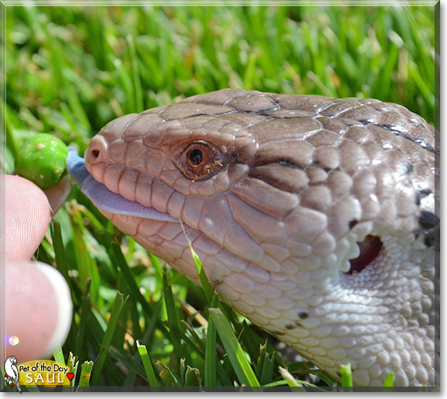 Saul the Blue Tongue Skink, the Pet of the Day