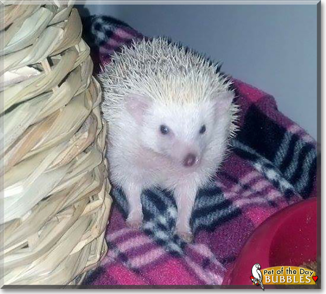 Bubbles the African Pygmy Hedgehog, the Pet of the Day