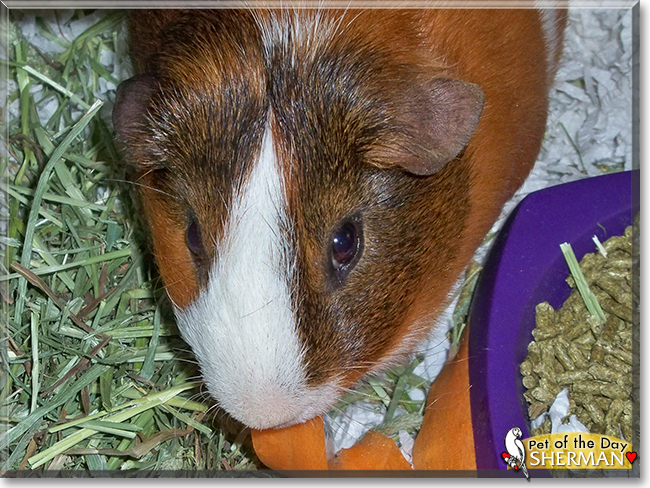 Sherman the Short-Hair Cavy, the Pet of the Day