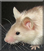 Taoko the Fancy Satin Mouse