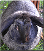 Willow the Dwarf Lop Rabbit