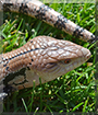 Saul the Blue Tongue Skink