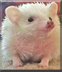 Bubbles the African Pygmy Hedgehog