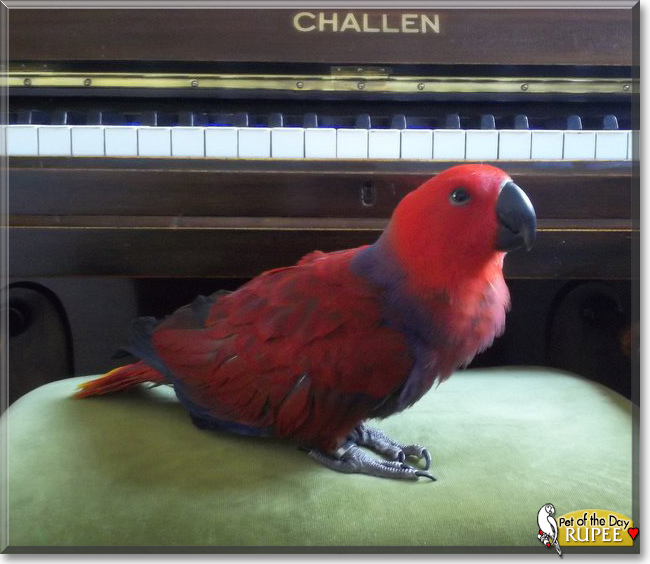 Rupee the Eclectus Parrot, the Pet of the Day