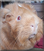 Spike the Guinea Pig