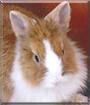 Lola the Lionhead Rabbit